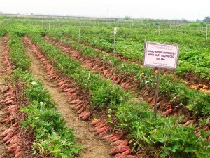 Lợi ích kinh tế của việc trồng khoai lang Nhật