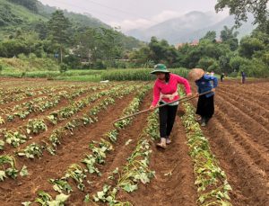 Xã Hòa Mạc trồng 20 ha khoai lang mật